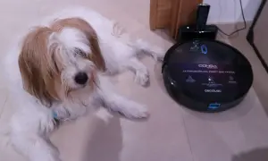 Un perro peludo descansa junto a un robot aspirador Conga, la mejor conga para mascotas, listo para limpiar.