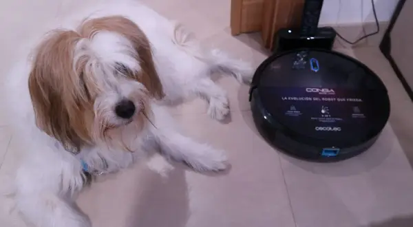 Un perro peludo descansa junto a un robot aspirador Conga, la mejor conga para mascotas, listo para limpiar.