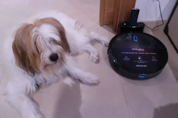 Un perro peludo descansa junto a un robot aspirador Conga, la mejor conga para mascotas, listo para limpiar.